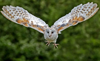 Barn owl - Tyto alba
