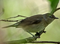 Garden warbler - Sylvia borin