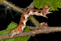 Caterpillars and Larvae