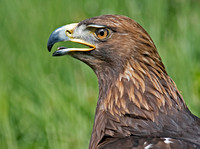 Golden eagle - Aquila Chrysaetos