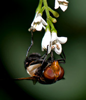 Hoverfly - Leucozona lucorum