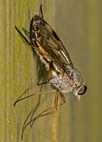 Snipe fly - Rhagio scolopacea