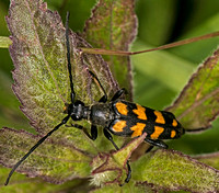Four Banded Longhorn Beetle -  Leptura quadrifiasciata