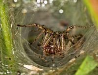 Labyrinth spider - Agelena labyrinthica