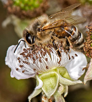 Honey bee - Apis mellifera