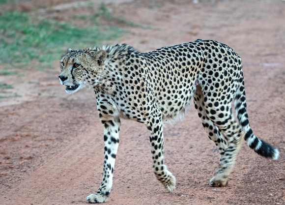 Cheetah - Acinonyx jubatus