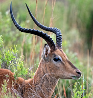 Impala - Aepyceros melampus (buck)