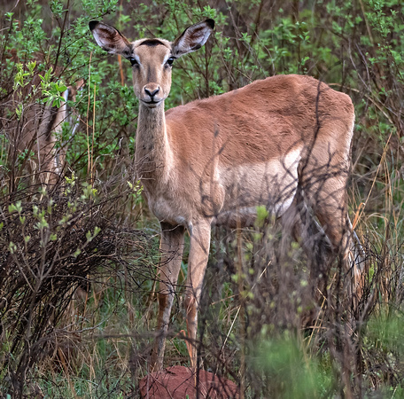Impala - Aepyceros melampus (Doe)