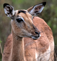 Impala - Aepyceros melampus (Doe)