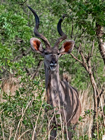 Kudu anterlope - Tragelaphus strepsiceros