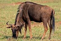 Wildebeest - Connochaetes gnou (also known as the Gnu)