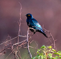 Black-bellied starling - Notopholia corusca