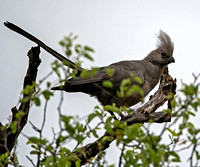 Grey Go-away-bird - Corythaixoides concolor