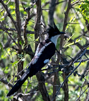 Jacobin cuckoo - Oxylophus jacobinus
