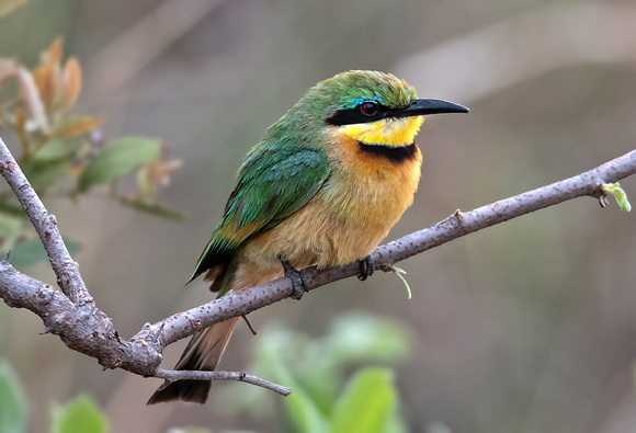 Little bee-eater - Merops pusillus