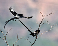 Magpie shrike - Corvinella melanoleuca