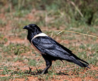 Pied crow - Corvus albus