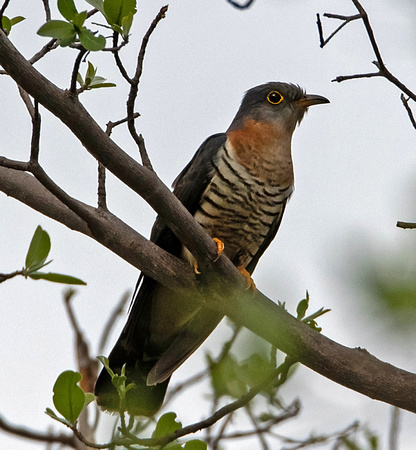 Red-breasted cuckoo - Cuculus solitarus
