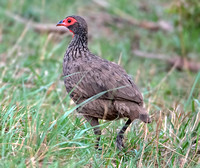 Red-necked spurfowl - Pternistis afe