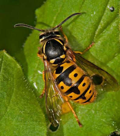 German wasp - Vespula germanica (queen)