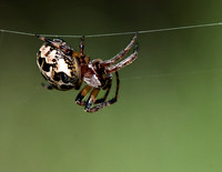 Garden spider - Araneus diadematus