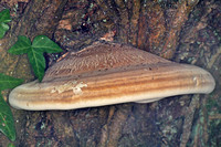 Birch polypore - Piptoporus betulinus