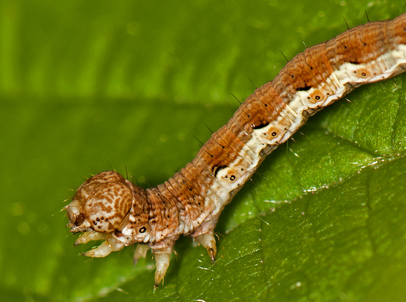Caterpiller of the Mottled umber moth - Erannis defoliaria
