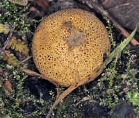 Leopard earthball - Scleroderma areolatum