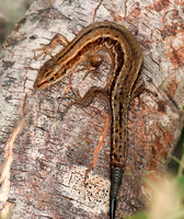 Common Lizard - Lacerta vivipara
