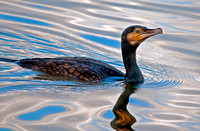 Cormorant - Phalacrocorax carbo