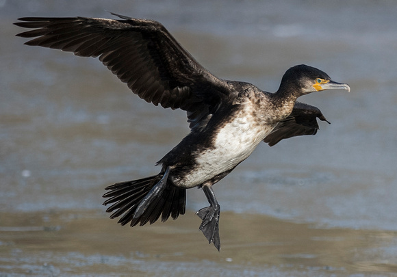 Cormorant - Phalacrocorax carbo (immature)