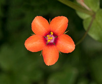 Scarlet pimpernel - Anagallis arvensis