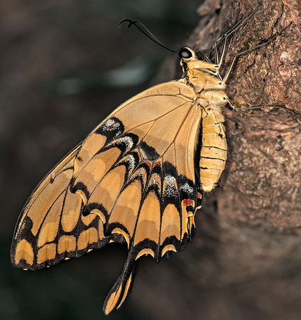Giant swallowtail - Papilio cresphontes Cramer