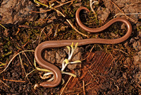 Slow-worm - Anguis fragilis