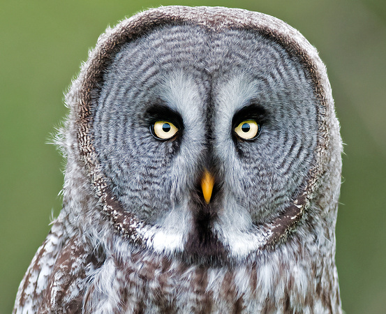 Great grey owl - Strix nebulosa