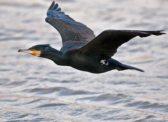 Cormorant - Phalacrocorax carbo