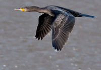 Cormorant - Phalacrocorax carbo