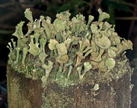 Pixie Cup - Cladonia pyxidata