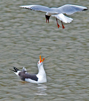 Lesser black-backed gull - Larus fuscus and Black-headed gull - Larus ridibundus