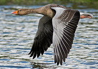 Greylag goose -Anser anser