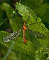 Crane fly male - Tipula lunata agg.