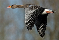 Greylag goose - Anser anse