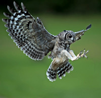 Verreaux's eagle owl - Bubo lacteus