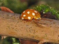 Cream-spot ladybird - Calvia 14-guttata