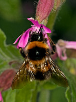 Bumblebee - Bombus hortorum