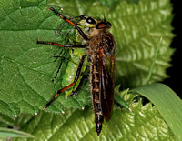 Robber fly - Pamponerus germanicus