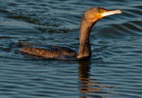 Cormorant - Phalacrocorax carbo