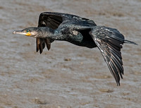 Cormorant - Phalacrocorax carbo