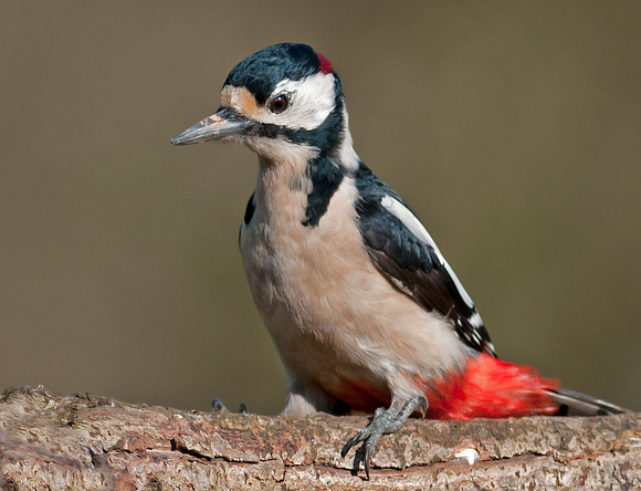 Great spotted woodpecker - dendrocopos majo