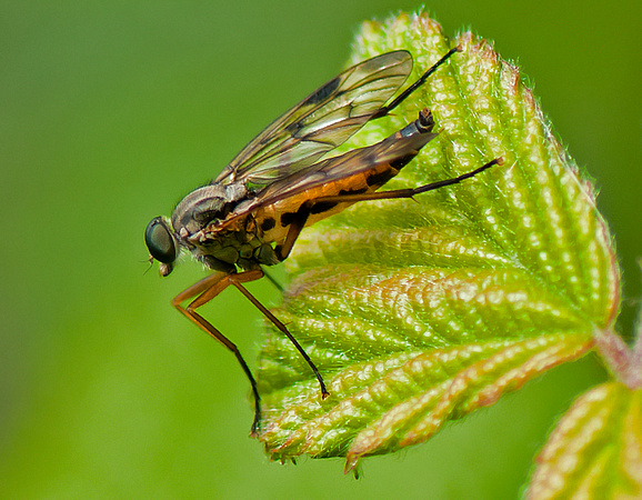 Snipe fly - Rhagio scolopacea